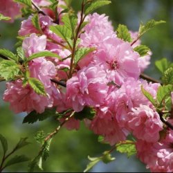 Сакура (луизиания, миндаль трехлопастной)