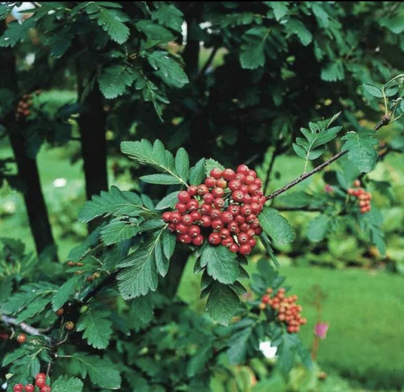 Рябина Шведская