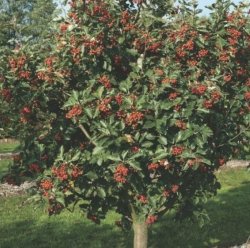 Рябина Шведская