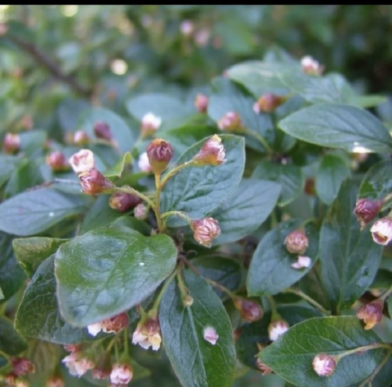 Кизильник блестящий