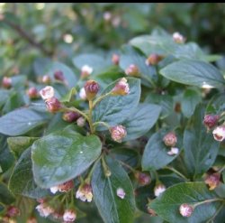 Кизильник блестящий