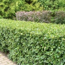 Кизильник блестящий