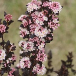 Пузыреплодник Литл Девид