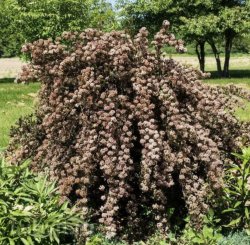 Пузыреплодник Литл Девид