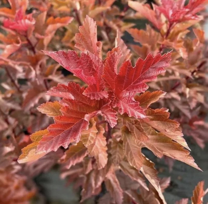 Пузыреплодник калинолистный Magic Ball