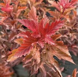 Пузыреплодник калинолистный Magic Ball