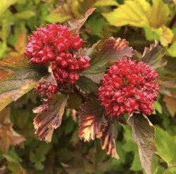 Пузыреплодник калинолистный Magic Ball