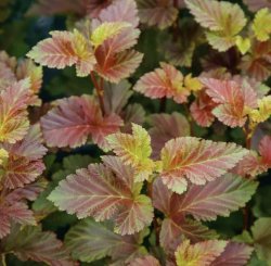 Пузыреплодник калинолистный Magic Ball