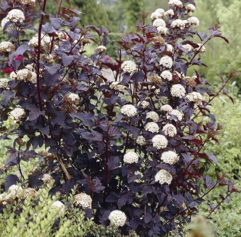 Пузыреплодник Дьяболо