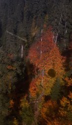 Домбай горный тур