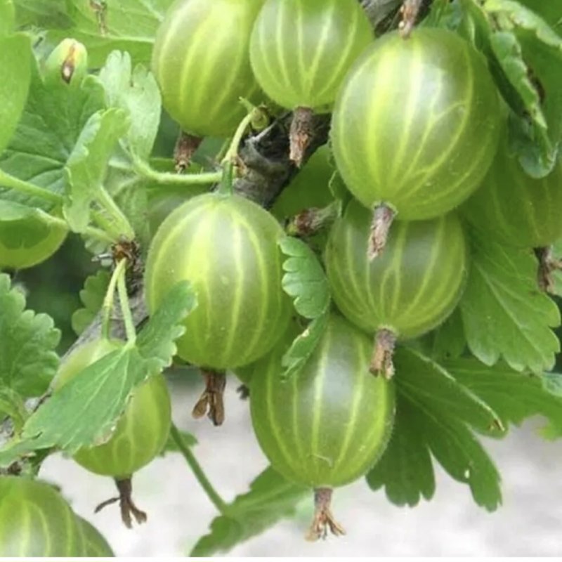 Крыжовник без шипов Уральский изумруд