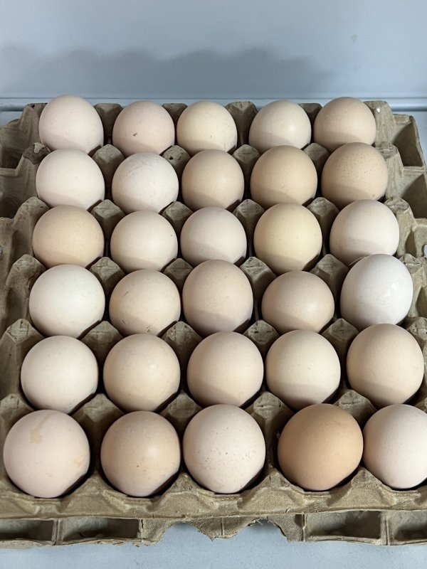 Белый Леггорн Крос