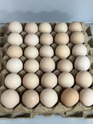 Белый Леггорн Крос