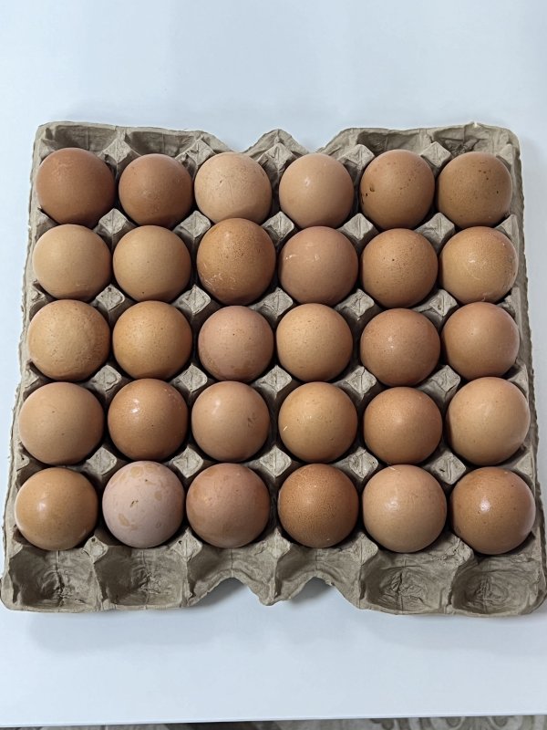 Тетра (красное домашнее)