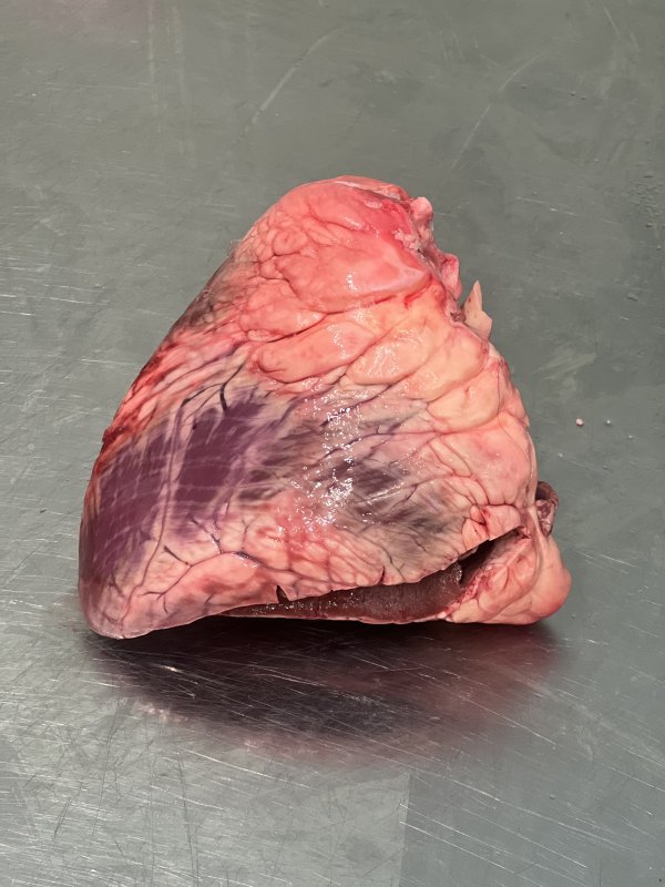 Сердце говяжее