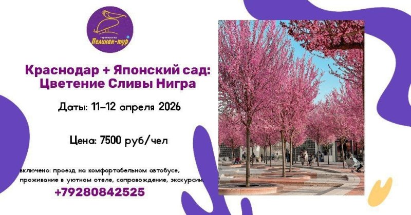 🌺 Цветение сливы "Нигра" 🌺