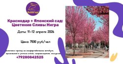 🌺 Цветение сливы "Нигра" 🌺