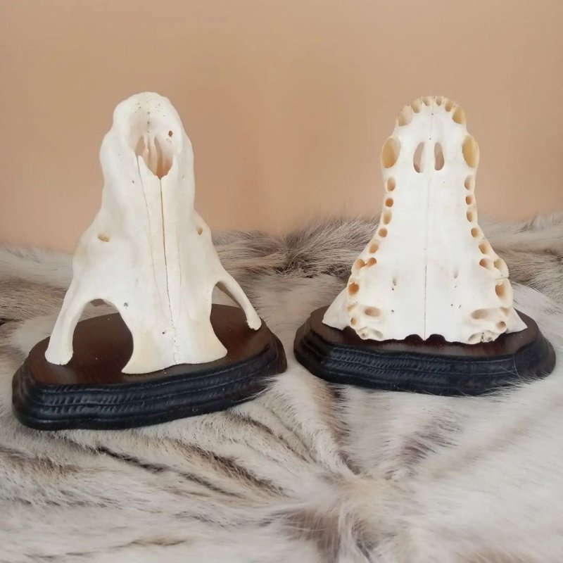 Сувенир из черепа волка