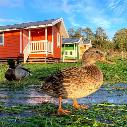 Снять домик в Карелии
