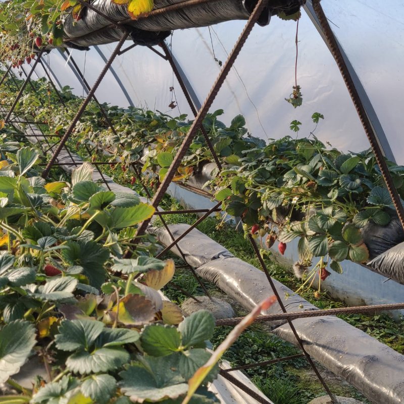 «Всегда есть чему поучиться»: выпускник «Школы фермера» из Адыгеи рассказал о построении ягодного бизнеса