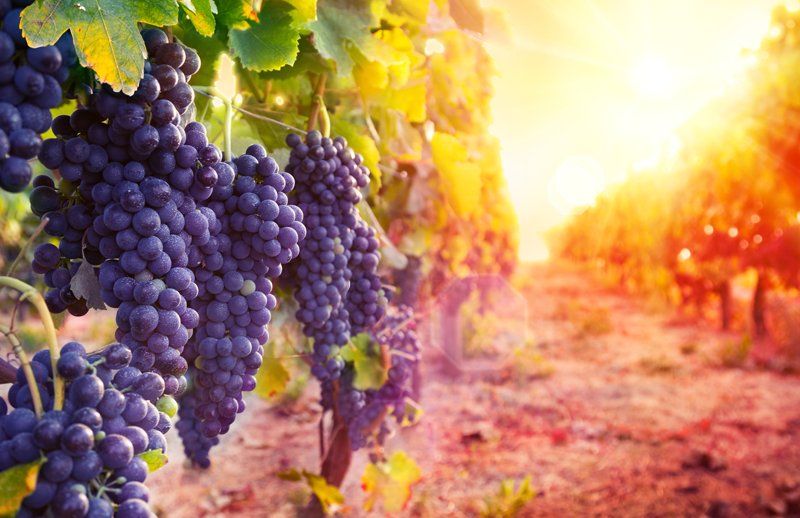 РСХБ: в 2022 году производство и потребление отечественных игристых вин выросло на 25%