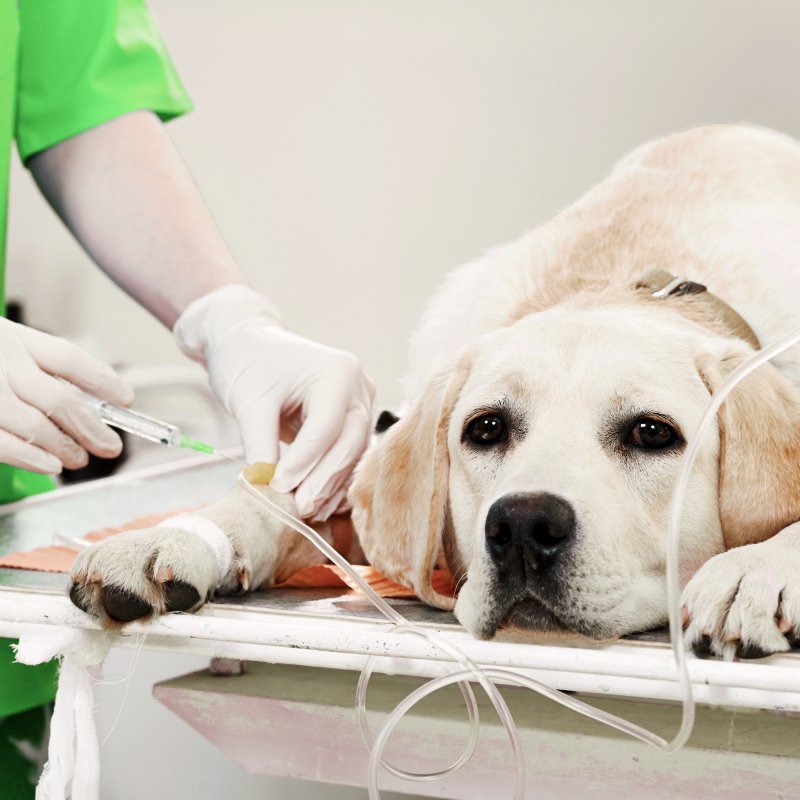 Ученые нашли связь между респираторными заболеваниями и нарушением пищеварения у собак.