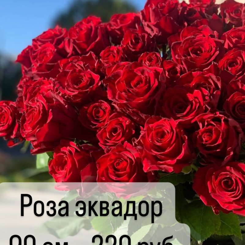 Только у нас !!! Розы Эквадор 90 см длиной  по 220 руб 