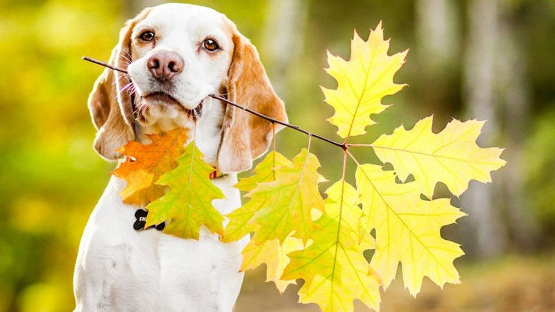 Осенний листопад