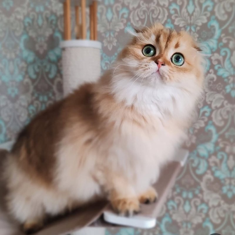 Шотландские вислоухие котята с доставкой по миру