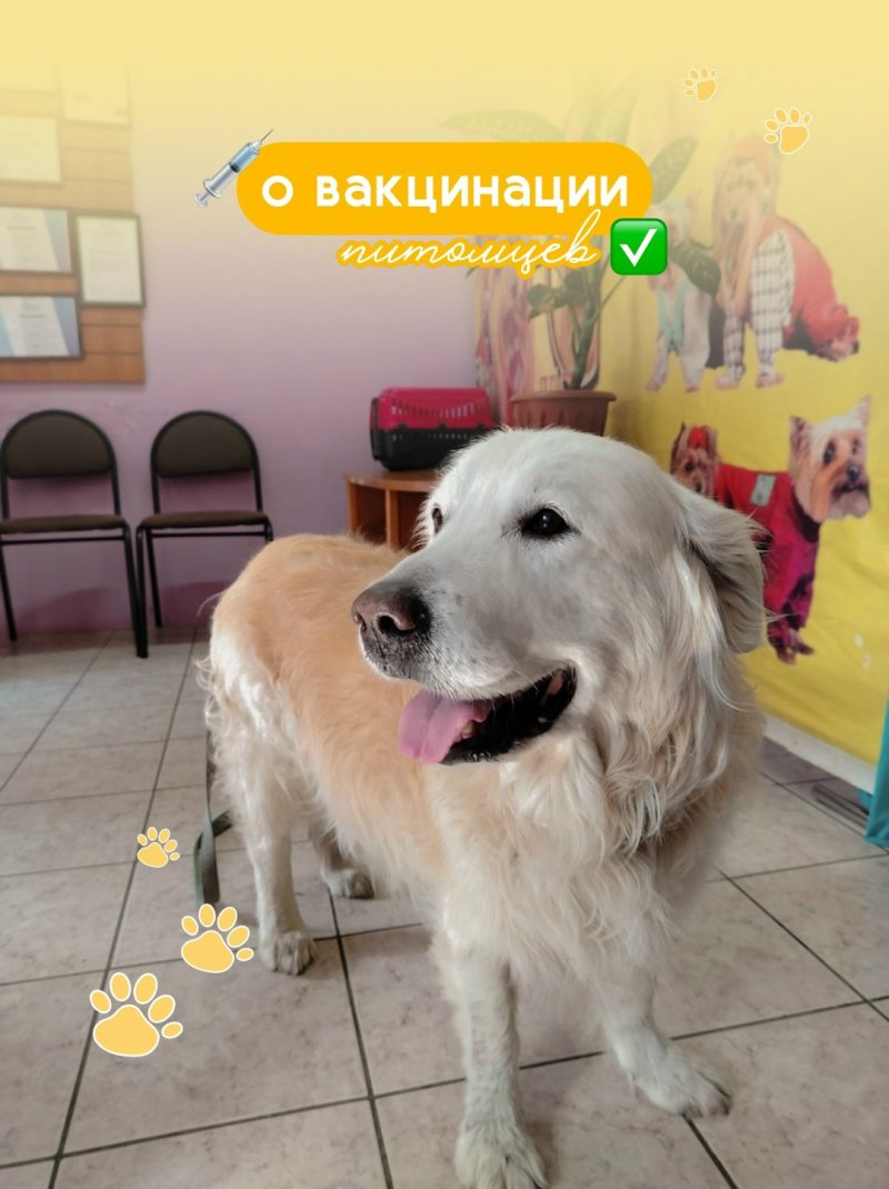 «ЗВЕРАSHА» ветеринарный кабинет напоминает О ВАКЦИНАЦИИ ПИТОМЦЕВ