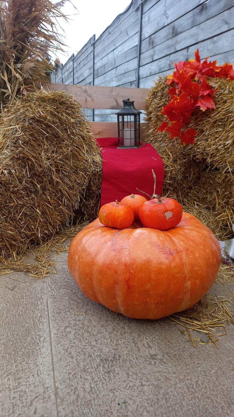 А у нас большое поступление товаров для Хеллоуин