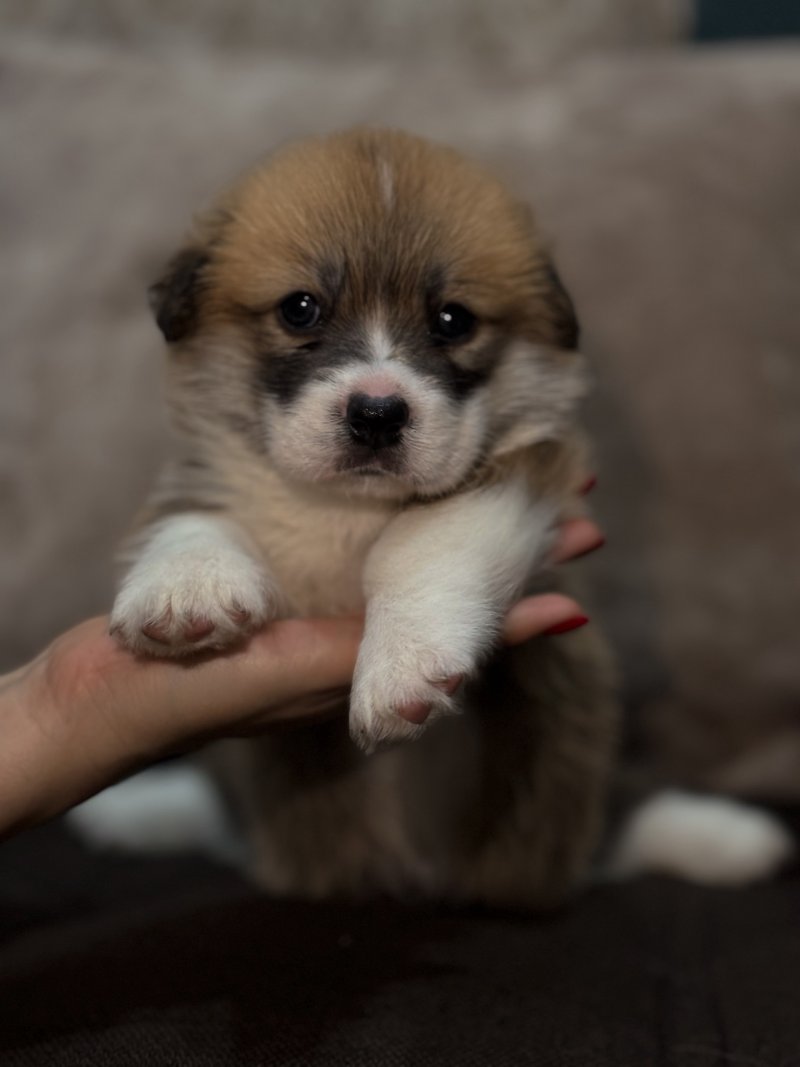 НА СТАРТ, ВНИМАНИЕ… КОРГИИ!🐶