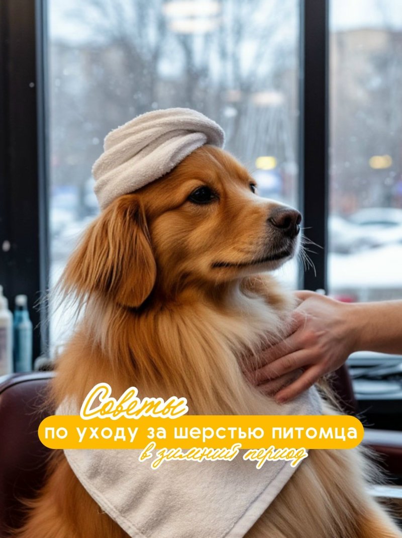 СОВЕТЫ ПО УХОДУ ЗА ШЕРСТЬЮ ПИТОМЦА В ЗИМНИЙ ПЕРИОД  от ЗВЕРАШИ❄️