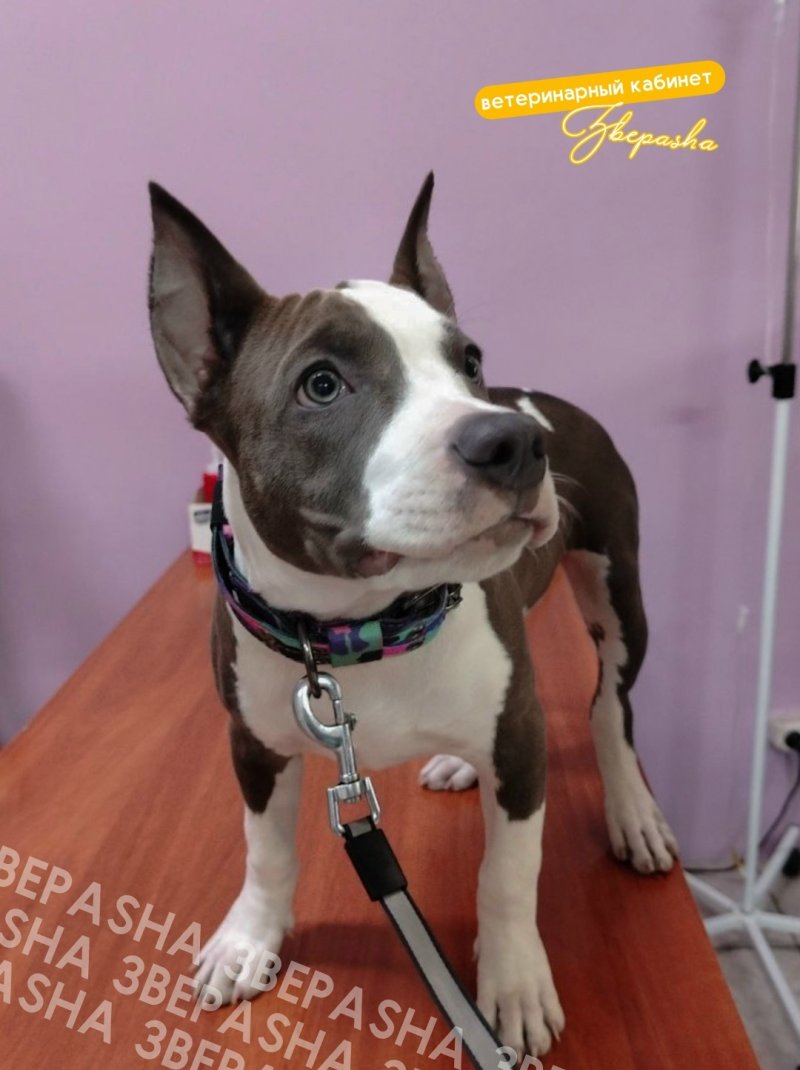 Результат купирования ушей по породе от Звераshа😍