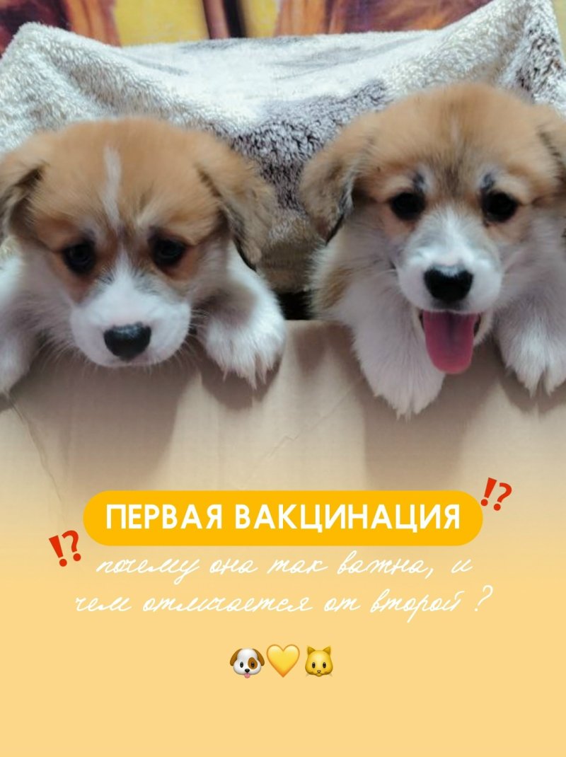 ЗВЕРАSHА: ПЕРВАЯ ВАКЦИНАЦИЯ ПИТОМЦА: почему так важна и чем отличается от второй⁉️