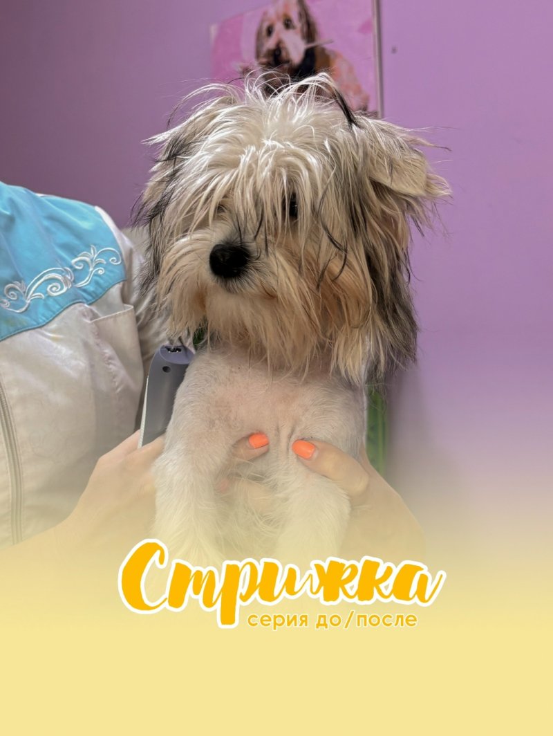 Стрижка собак от ЗВЕРАSHА