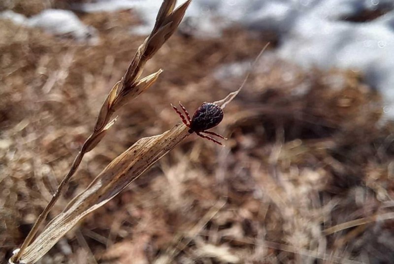 Осторожно: просыпаются клещи❗️