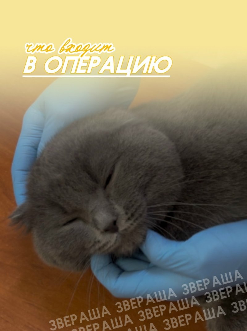 ЗВЕРАША: что входит в операцию