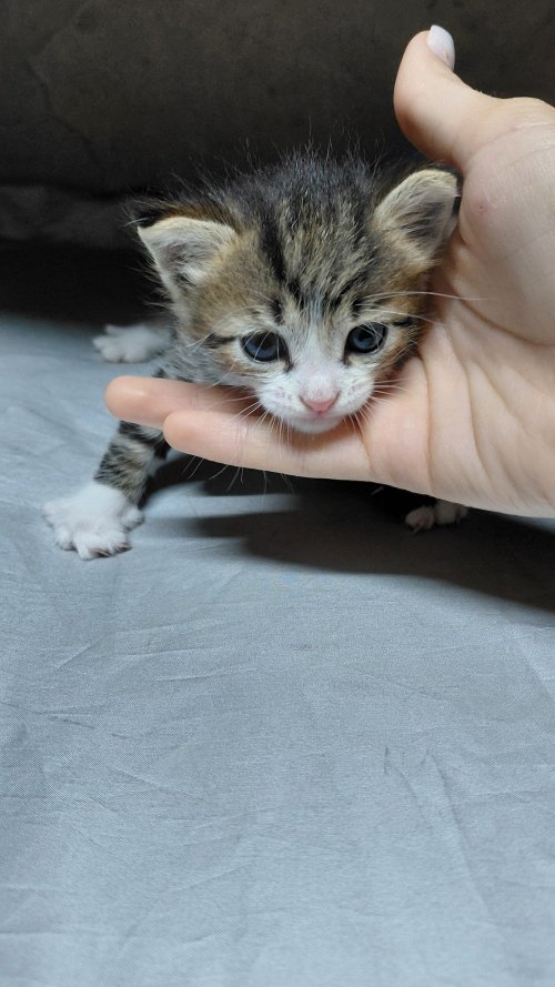 Отдам котят в добрые руки. трое мальчики, им почти месяц. пишите:+79064589622