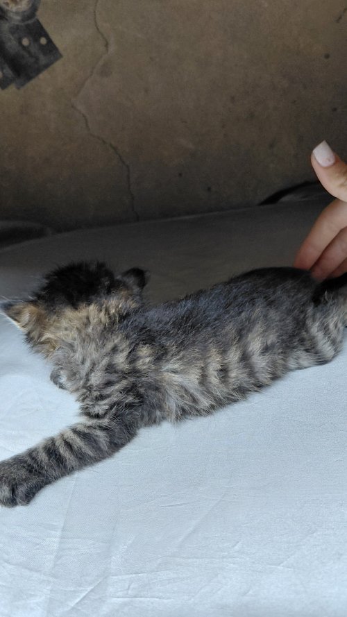 Отдам котят в добрые руки. трое мальчики, им почти месяц. пишите:+79064589622