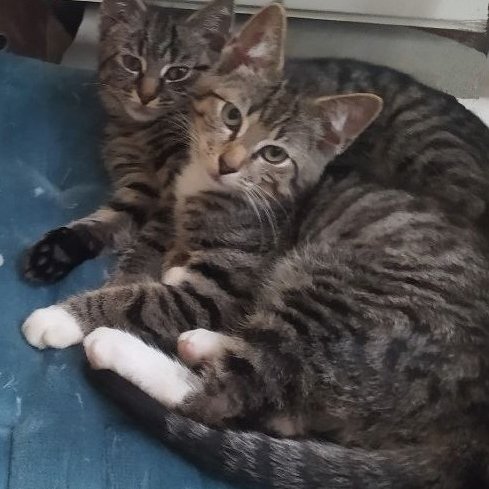 Котята Тима и Сима ищут дом !!!