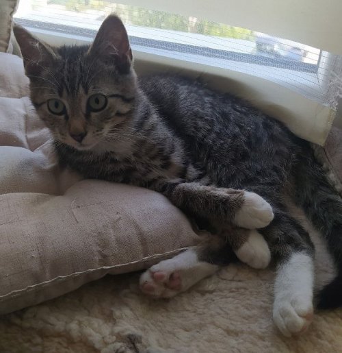 Котята Тима и Сима ищут дом !!!
