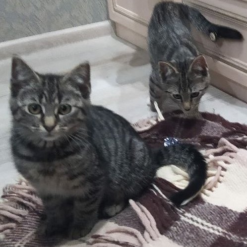 Котята Тима и Сима ищут дом !!!