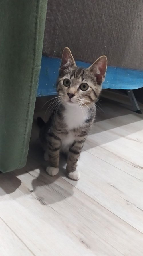 Котята Тима и Сима ищут дом !!!