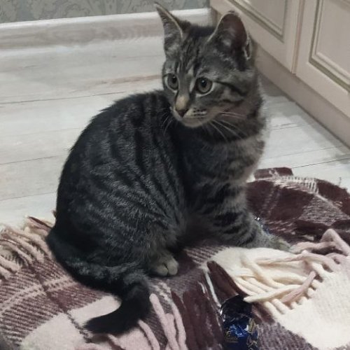 Котята Тима и Сима ищут дом !!!