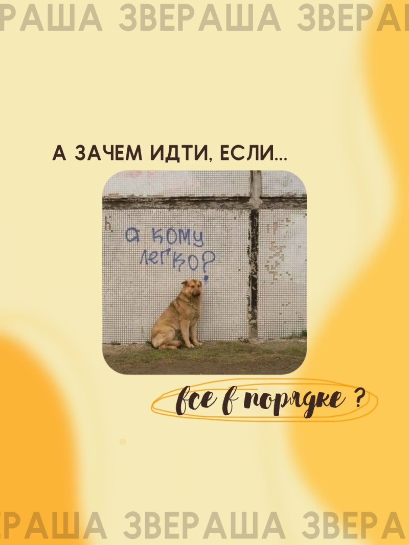 🐾 ЗВЕРАША разъясняет: «А зачем идти, если всё в порядке?»