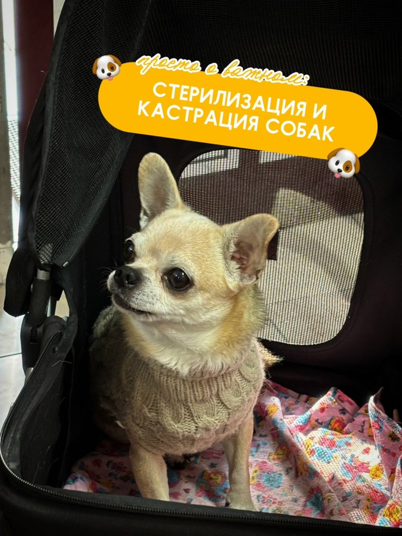ЗВЕРАША ИНФОРМИРУЕТ: 🐶зачем собакам стерилизация и кастрация
