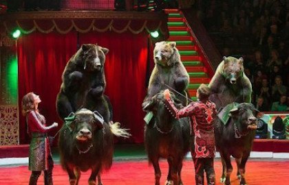 Цирк-шапито «Торнадо»