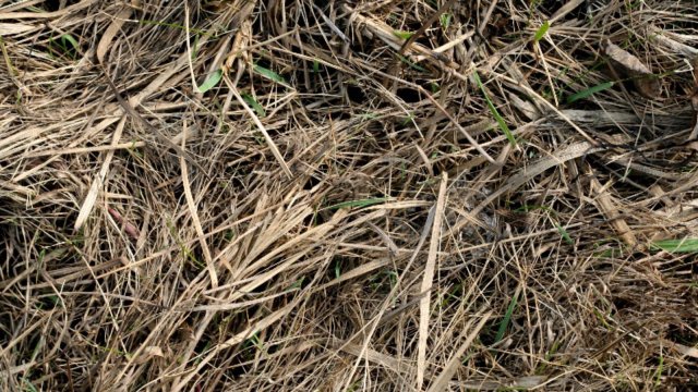 Пал сухой травы: опасность и ответственность