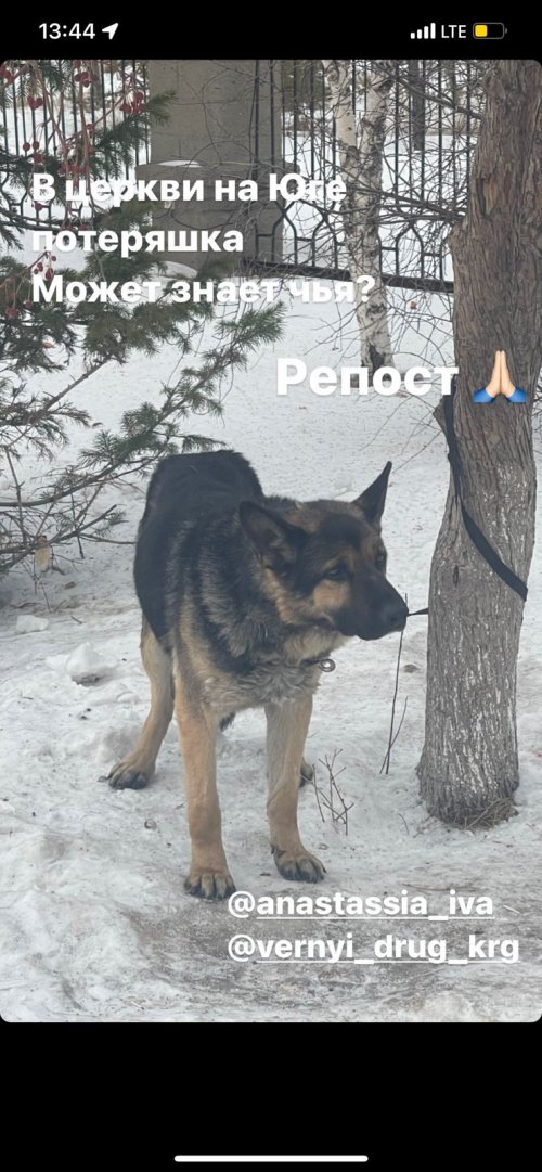 Внимание ‼‼‼Найдена собака в Караганде!